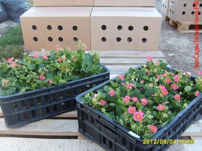 рассада. рассада овощей в кассетах. рассада татарстан. рассада овощей. горшки для рассады.