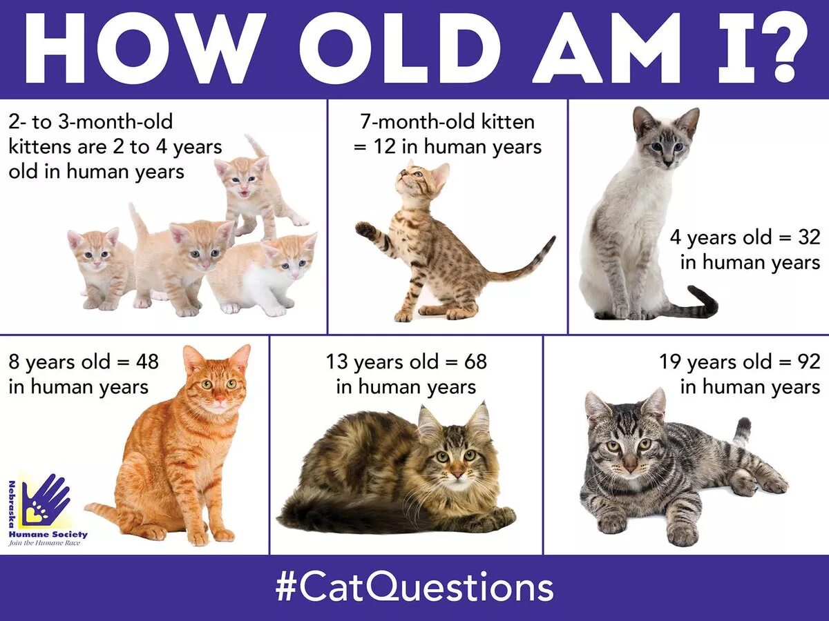 For two months has the. Cats information. About Cats. Cat age. Month old Kitten.
