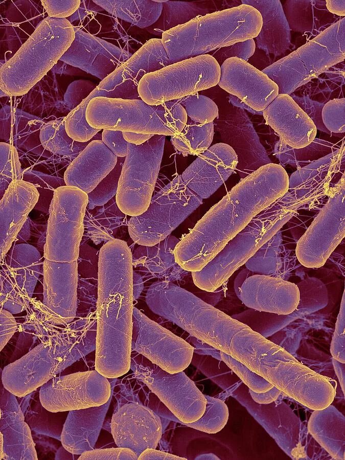 Bacteroides spp что это. Клостридиум спорогенес. bacteroides spp микроскопия. фирмикуты бактерии.