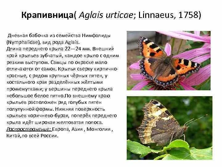 Какую среду освоила крапивница. Крапивница Aglais urticae. Aglais urticae (Linnaeus, 1758). Бабочка крапивница описание. Сообщение о бабочке крапивнице.