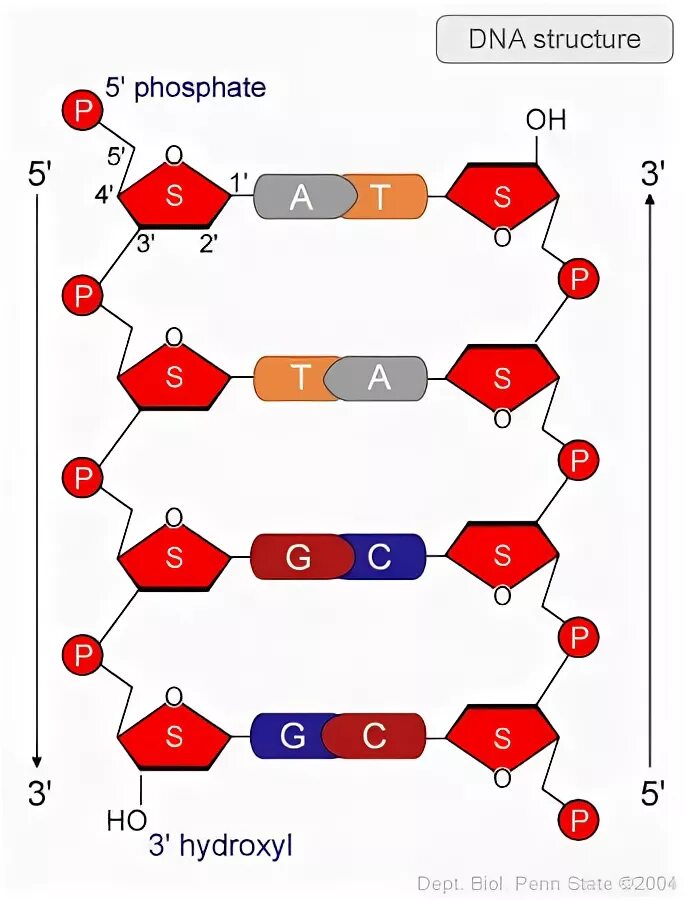 Строение ДНК 5 И 3 концы. Строение ДНК 3 конец и 5 конец. Строение 3’, 5’ концов цепей ДНК.. Строение ДНК С 5 штрих 3 штрих.