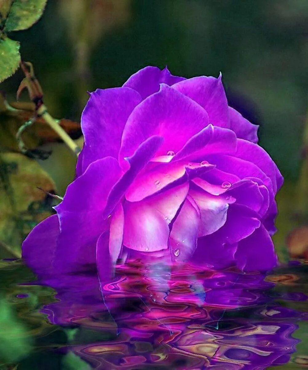 Красивый цветок картинка анимация. Красивые цветы. Очень красивые цветы. Красивые розы. Живые розы.