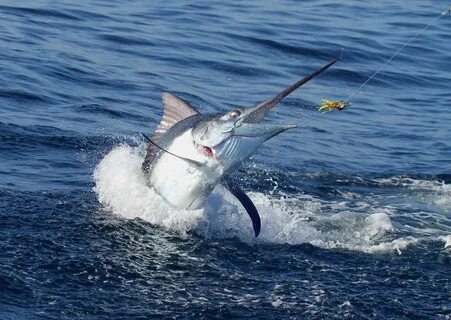 White marlin