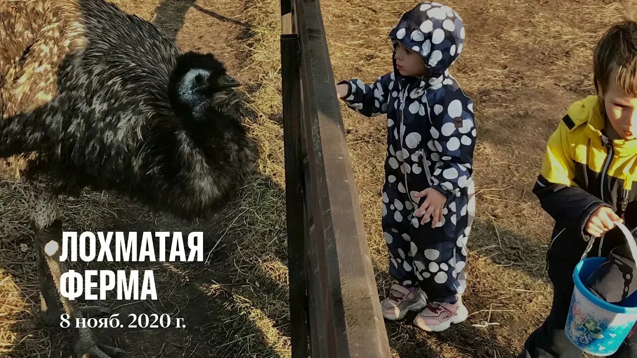 Лохматая ферма республика. Лохматая ферма республика. Лохматая ферма узнезя. Ферма верблюдов в подмосковье. Лохматая ферма республика.