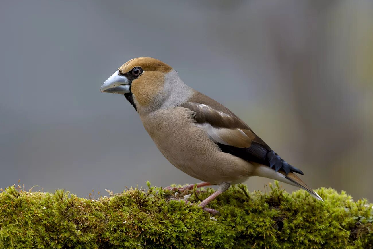 Обыкновенный Дубонос. Дубонос coccothraustes coccothraustes. Дубонос птица. Птичка Дубонос обыкновенный. Дубонос самка