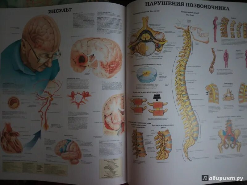 Атлас студентам анатомии. Анатомический атлас. Анатомический атлас человека. Большой атлас анатомии человека. Анатомия человека учебник.