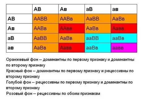 Гетерозиготные по двум парам