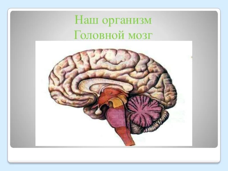 Окружающий мир головной мозг. Головной мозг рисунок 3 класс. Мозг 2 класс окружающий мир. Головной мозг 2 класс окружающий мир. Мозг человека 3 класс окружающий мир.