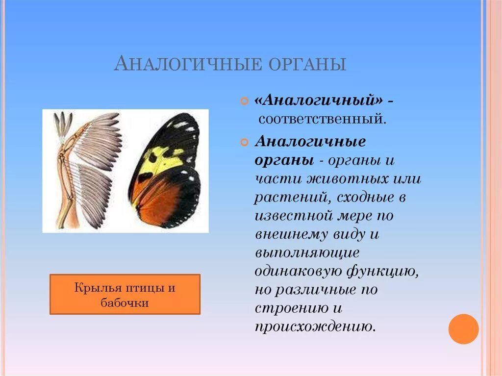 Доказательства эволюции крыльев