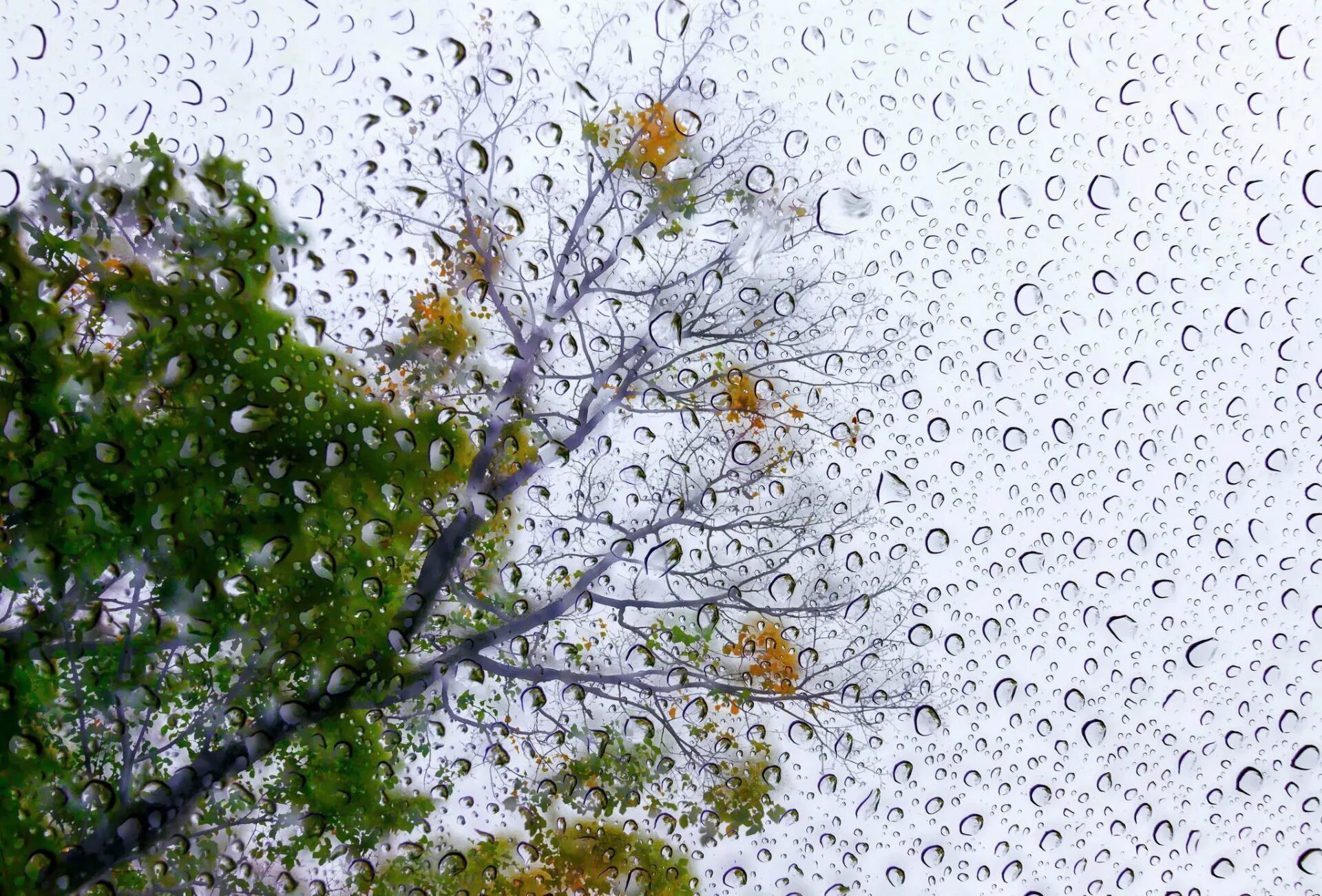 Капли дождя на деревьях. Обои дождь. Весенняя капель. Заставка на рабочий стол дождь.