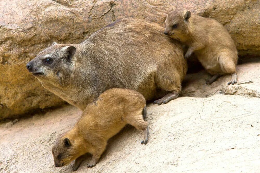 Родственники слоновых. Хайракс. Rock Hyrax. Rock Hyrax животное. Даман Брюса животное.