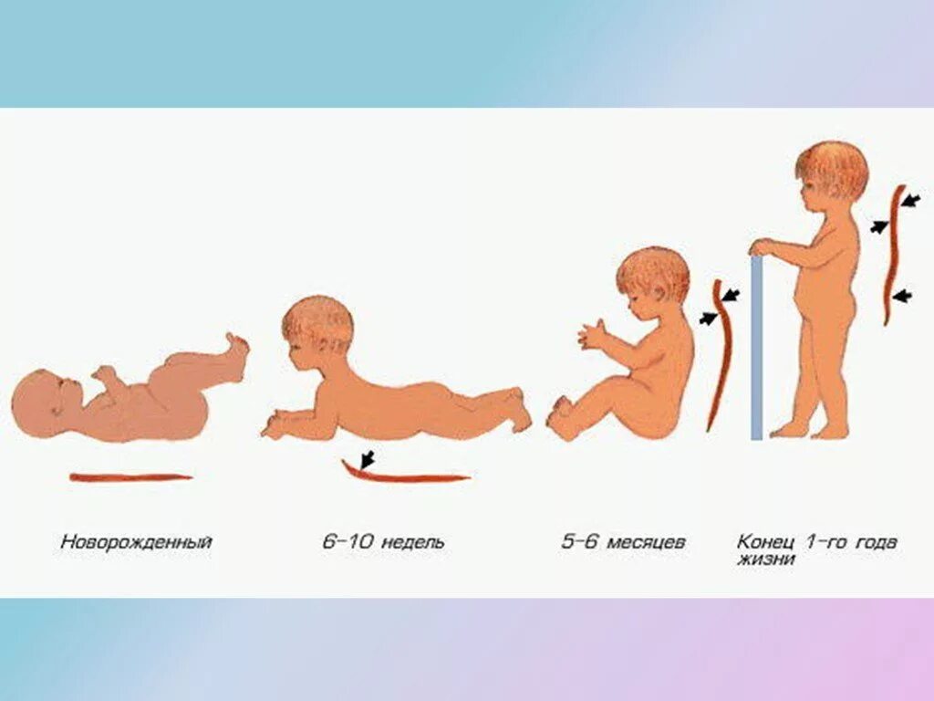 Формируются изгибы. Физиологические изгибы позвоночника у новорожденного. Формирование физиологических изгибов позвоночника у детей. Формирование изгибов позвоночника у ребенка первого года. Формирование позвоночника у детей до года.