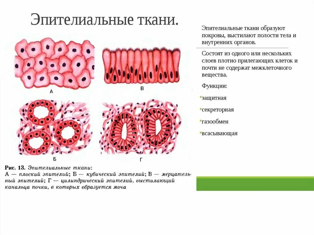 Функции клетки эпителия