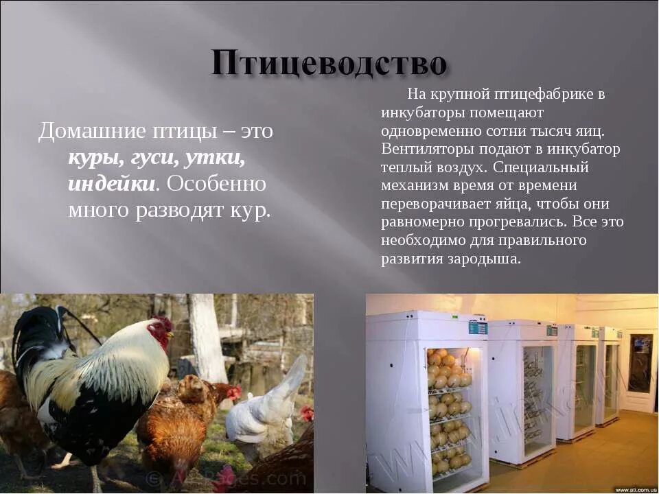 окружающий мир 3 класс тема животноводство тест. что даёт животноводство людям 3 класс окружающий мир ответы. загадки на тему животноводство. окружающий мир 3 класс тема животноводство тест. проект по окружающему миру 4 класс животноводство в нашем крае.