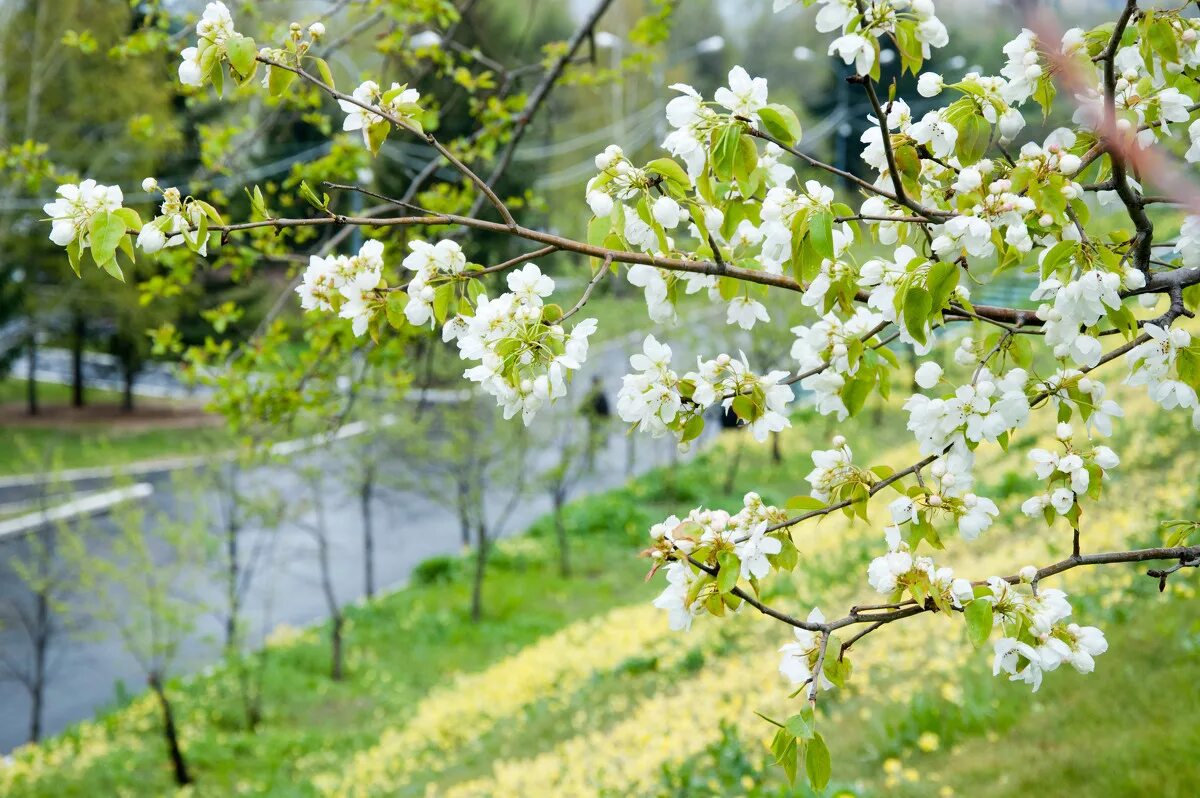 природа весной. весна середина мая. яблоня хидден роуз. майские цветы. но даже в середине мая.