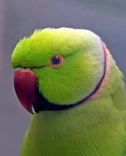 Parakeet