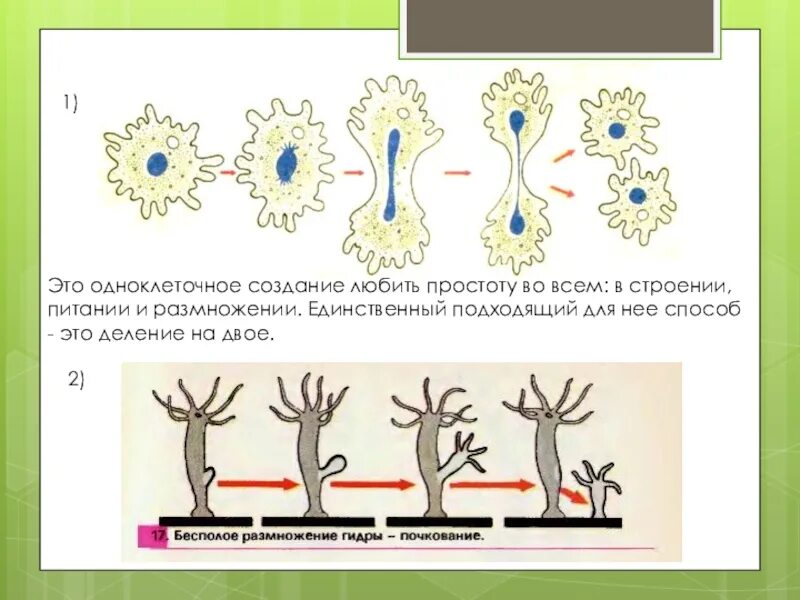 Огэ биология размножение