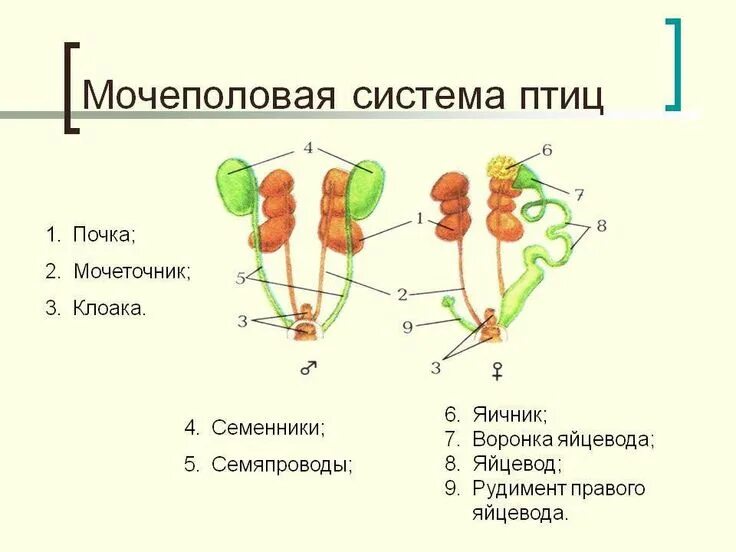 Система органов выделения птицы. Выделительная система птиц. Выделительная система птиц схема. Выделительная система птиц 7 класс. Внутреннее строение птиц выделительная система.