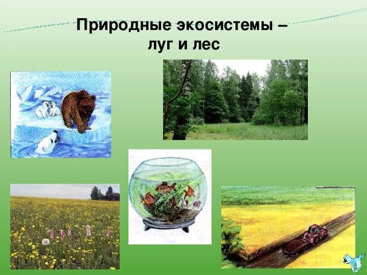 Экосистема. Природные экологические системы. Лесная экосистема. Экосистема лес. Роль в природных экосистемах