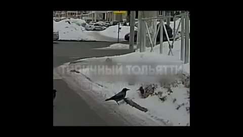 Почему ворон решил познакомиться с девочкой