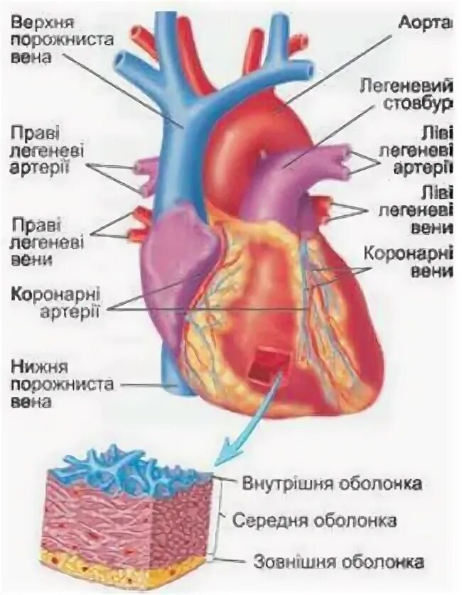 Сердце биология тест. Особенности топографии и строения сердца у детей.. Ураження зовнішньої оболонки серця це.