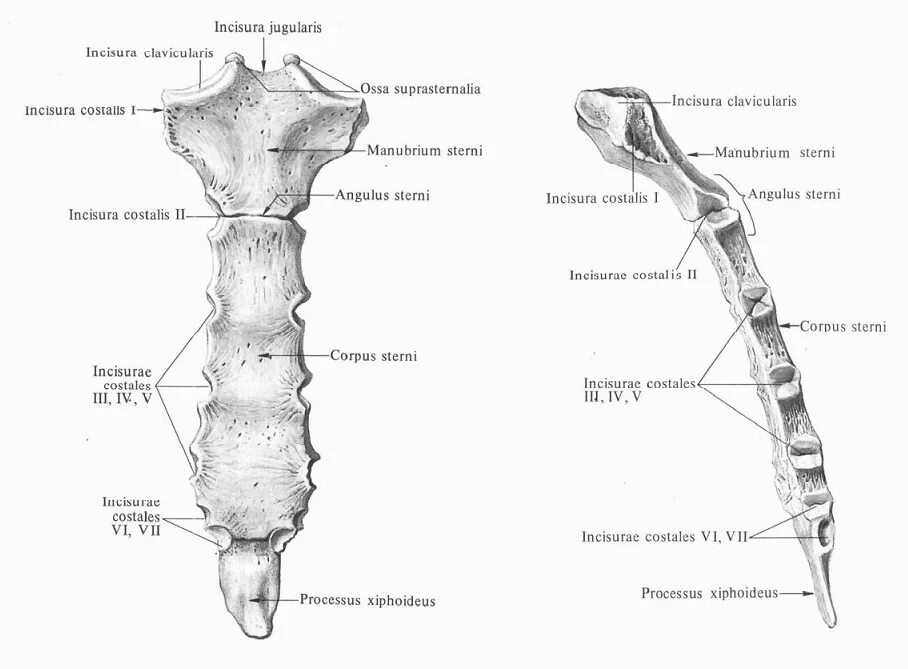 Трубчатая грудная кость. Мечевидный отросток грудины анатомия. Грудина анатомия человека латынь. Строение грудины анатомия. Строение грудины вид спереди и сбоку.