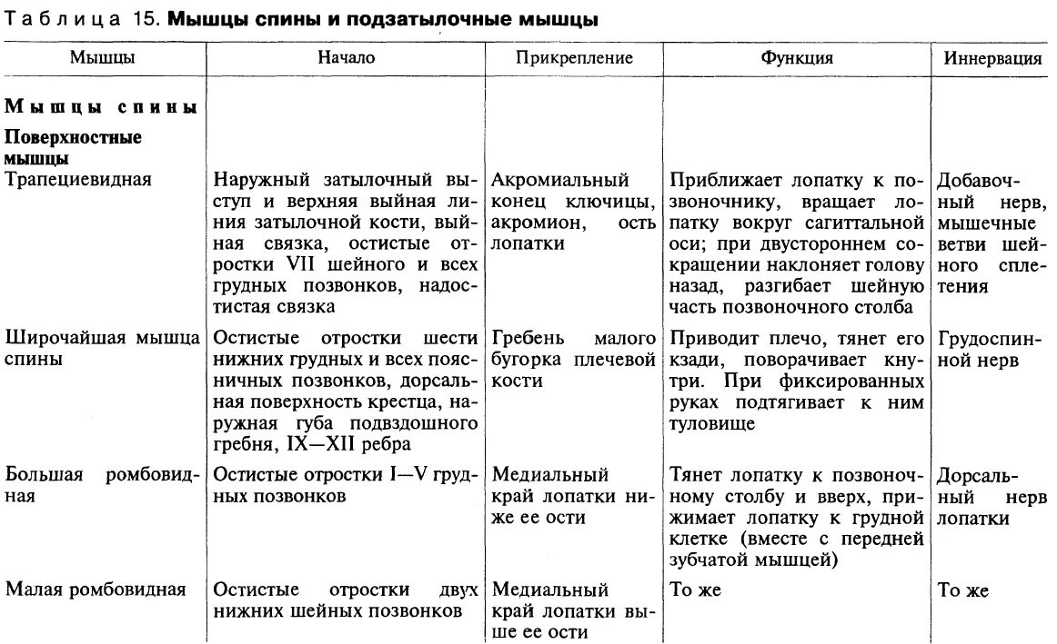 Начало прикрепление функции мышц. Иннервация мышц спины таблица. Глубокие мышцы спины функции таблица. Поверхностные мышцы спины таблица. Мышцы спины функции кровоснабжение иннервация.