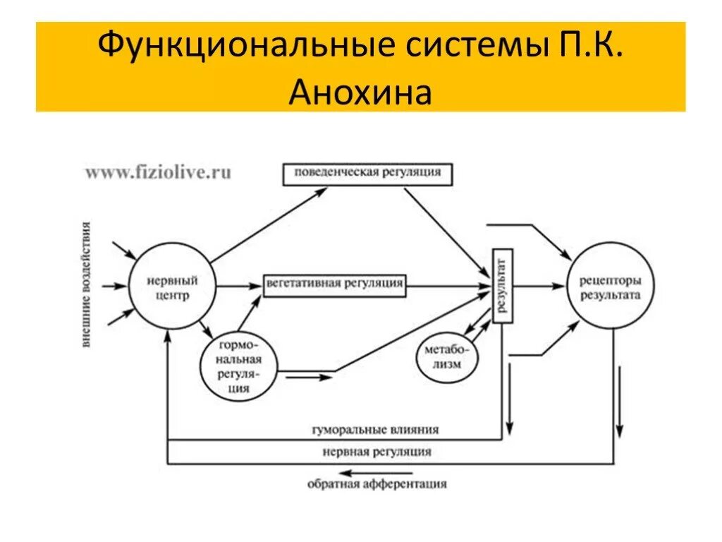 Функциональная система Анохина. Теория функциональных систем Анохина схема. Что такое функциональная система по п.к.Анохину. Схема функциональной системы по п.к. Анохину.