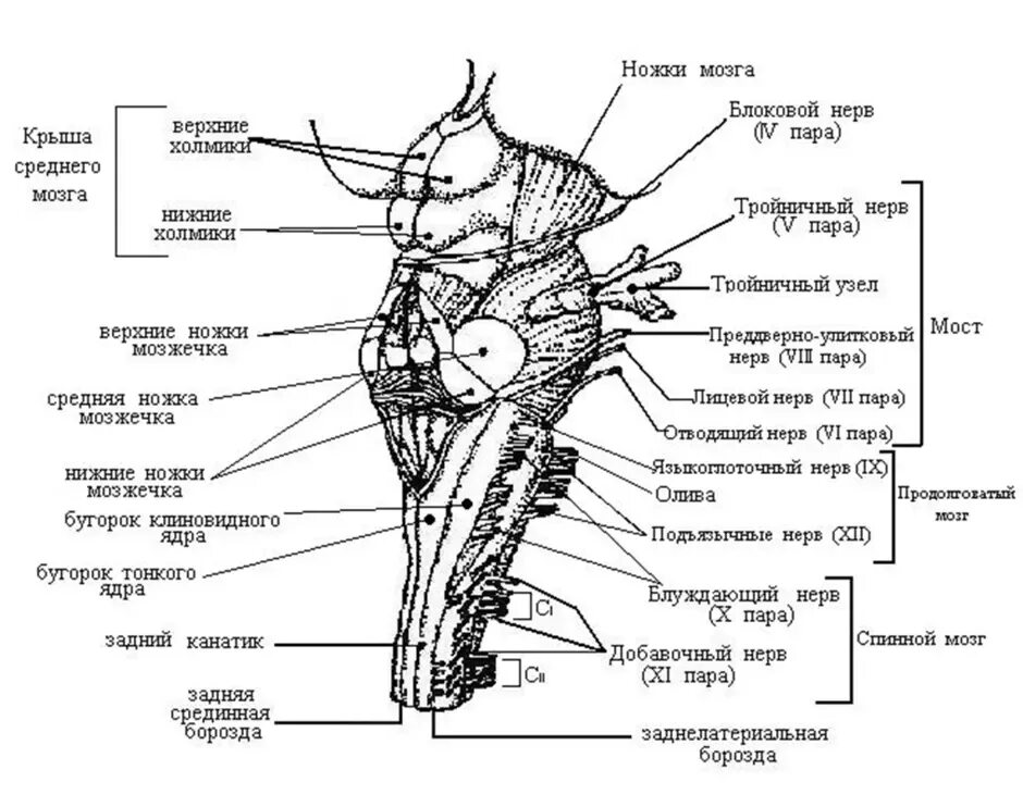 Структура и функции ствола мозга. Головной мозг анатомия ствол мозга. Строение ствола головного мозга человека анатомия. Структуры, составляющие ствол мозга.. Строение ядер ствола головного мозга.