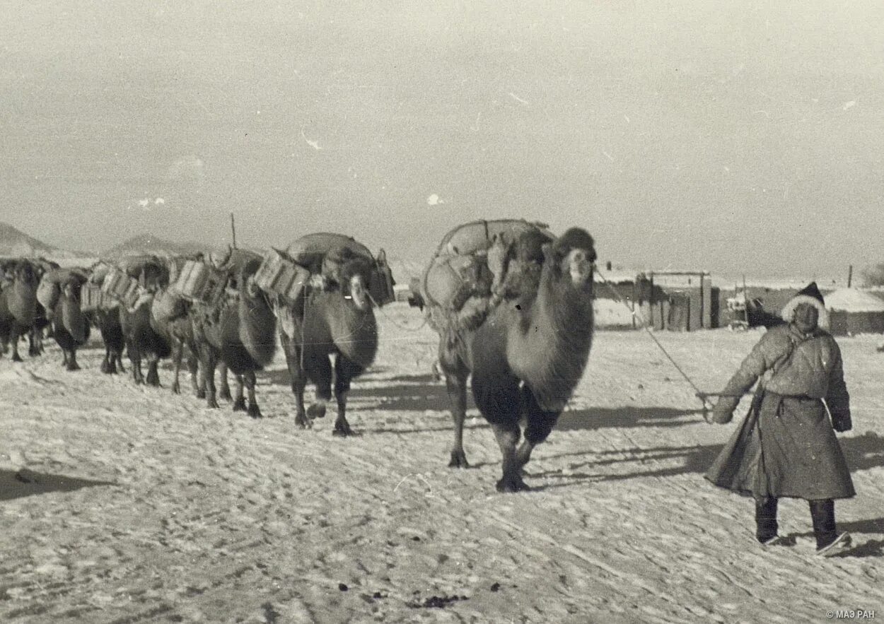 Старого каравана. Монголия в 1950е. Монголия в 19 веке. Монголия 20 век. Монголия 1930.