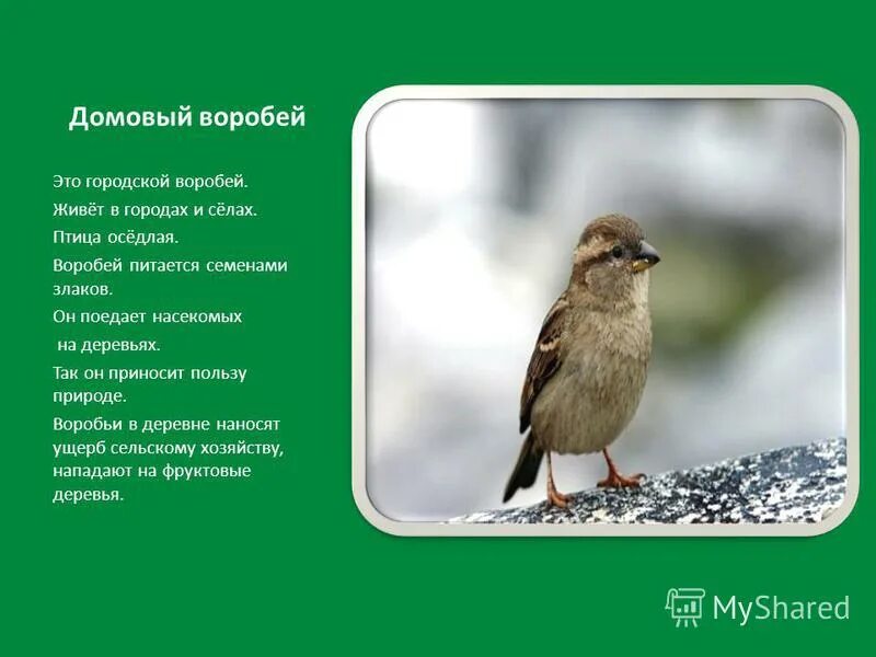 плотность домовых воробьев в москве