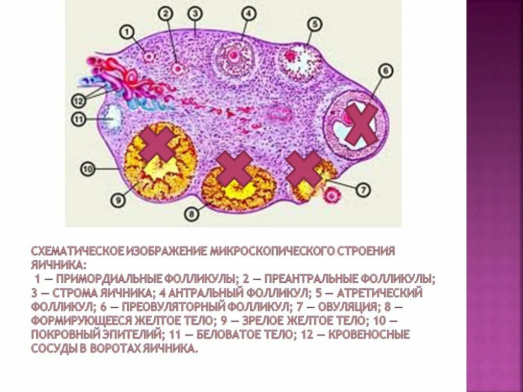 Строение фолликула яичника анатомия. Микроскопическое строение яичника анатомия. Схематическое изображение микроскопического строения яичника. Микроскопическое строение яичников. Находится в фолликуле