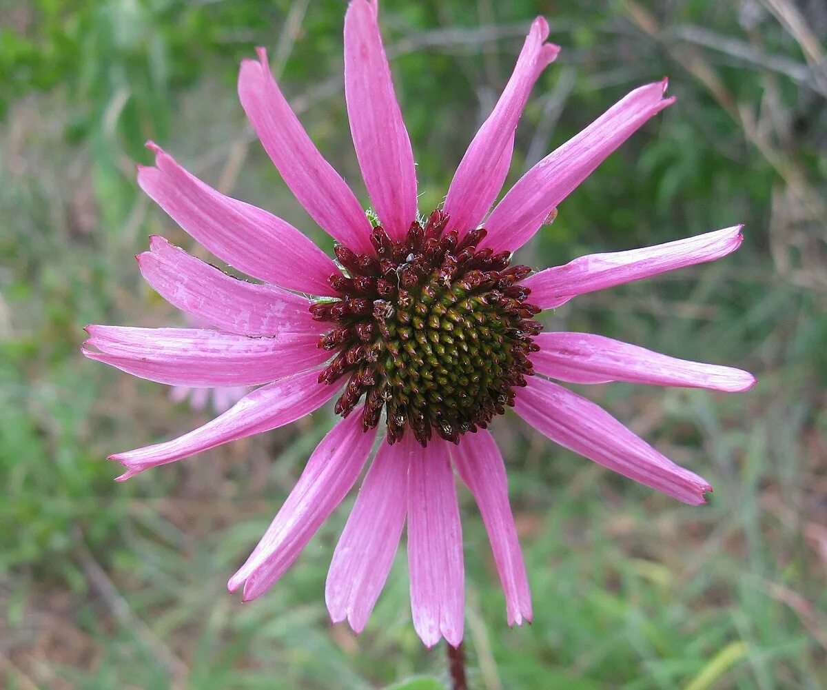Фото эхинацеи многолетней. Echinacea tennesseensis. Эхинацея пурпурная Happy Star. Эхинацея пурпурная the King. Эхинацея зе Кинг.