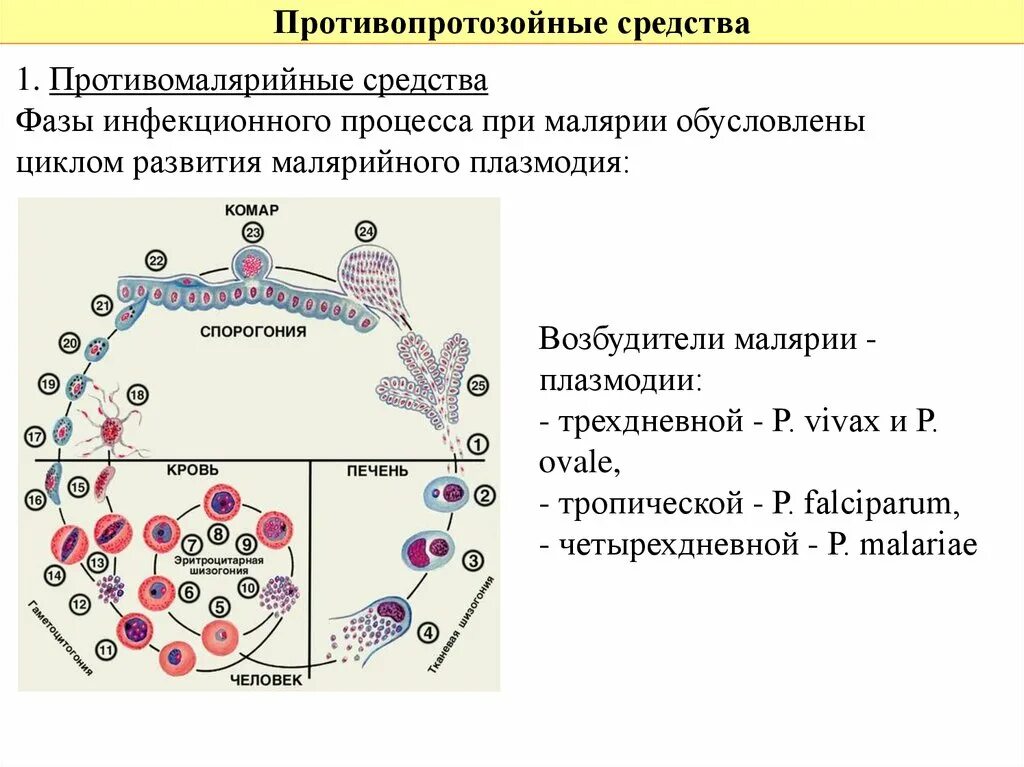 Малярия шизогония. Эритроцитарная шизогония малярийного. Эритроцитарная шизогония плазмодия. Малярия цикл развития малярийного плазмодия.