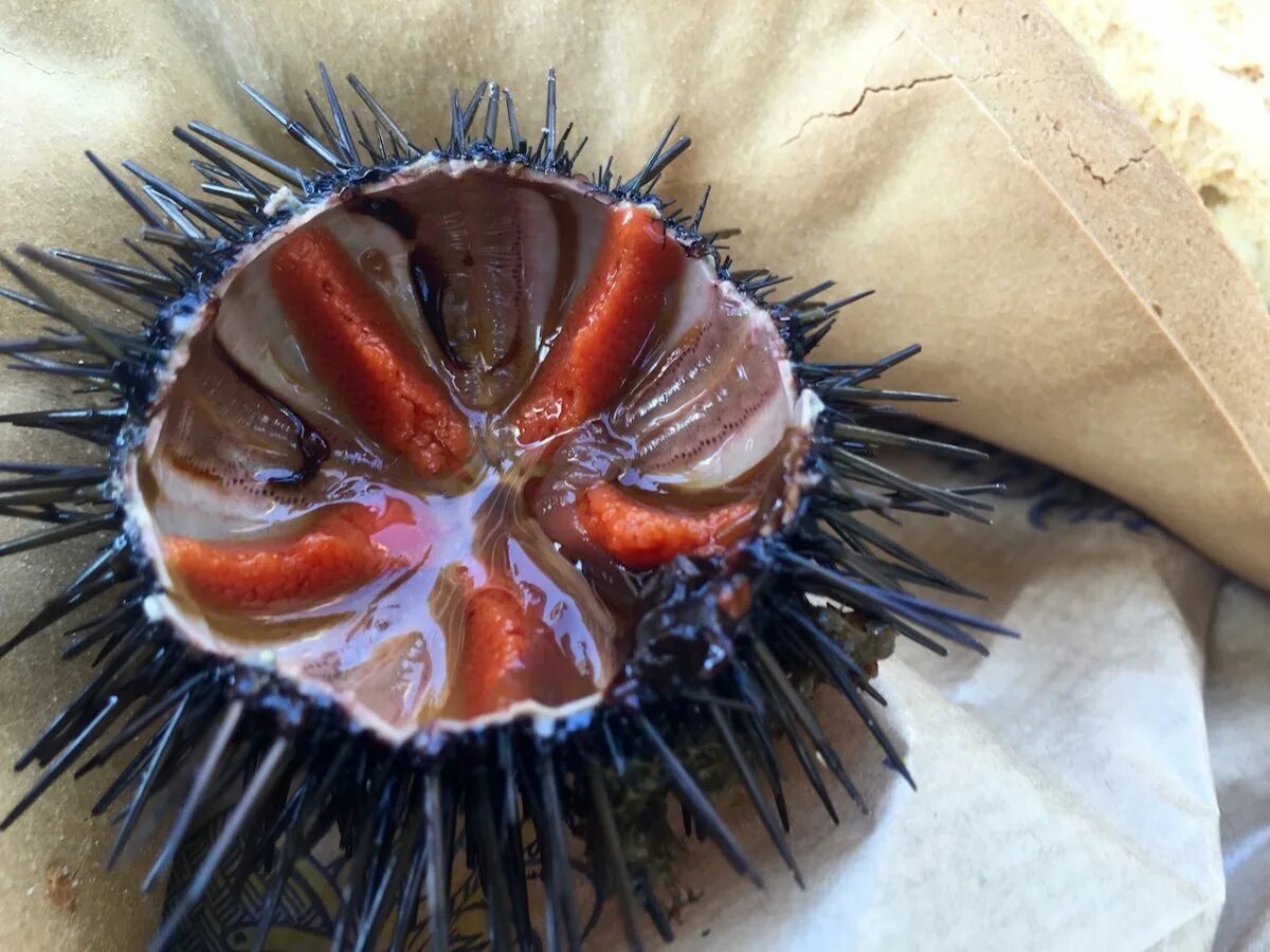 морской еж есть. морской еж в тайланде. подача морского ежа. морские ежи с яйцом. морской еж деликатес.