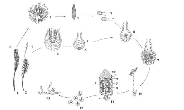 Цикл размножения кукушкина льна. Кукушкин лен жизненный цикл схема. Цикл развития мхов схема. Цикл развития мха Кукушкин лен схема. Цикл развития Кукушкина льна.