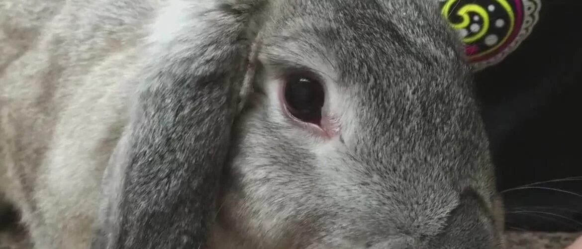 Инфекционный кератоконъюнктивит кроликов. Миксоматоз глаз у кроликов. Нодулярный миксоматоз.