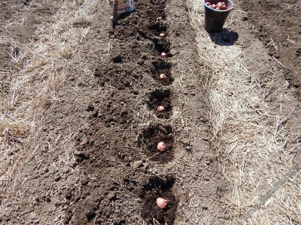 Почва для посадки картофеля весной. Лунки для картофеля. Посадка картофеля в лунки. Сажаем картошку в лунки. Посев в лунки.
