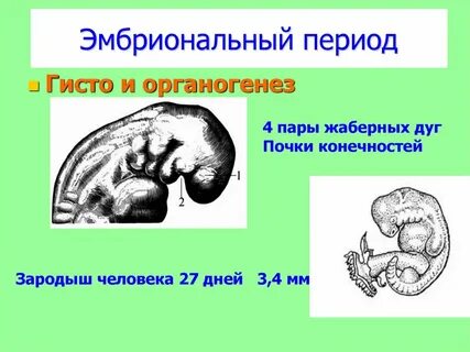 Почки конечностей