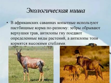 Экологические ниши трех видов форели перекрываются
