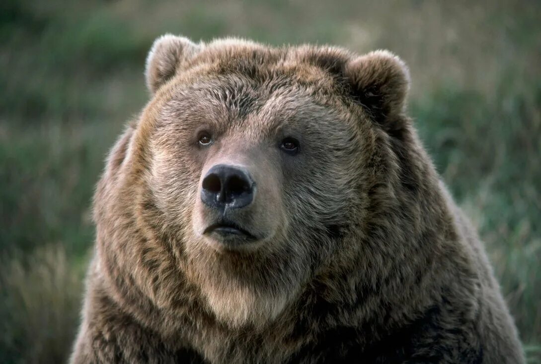 Хороший медведь видео. Гризли Grizzly, Гризли, медведь.. Медведь Гризли морда. Медведь Гризли злой. Медведь Гризли с медвежатами.