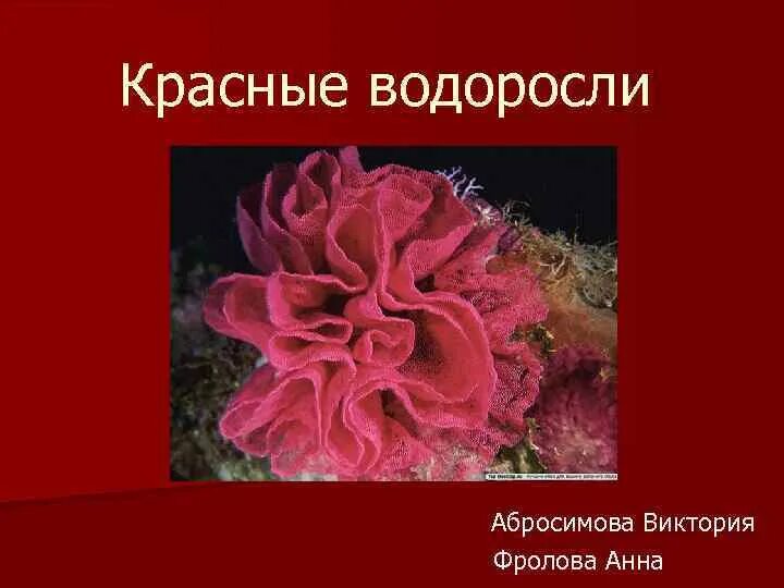 Красные водоросли биология 7. Красные водоросли. Презентация на тему красные водоросли. Красные водоросли ppt. Водоросли красной книги.