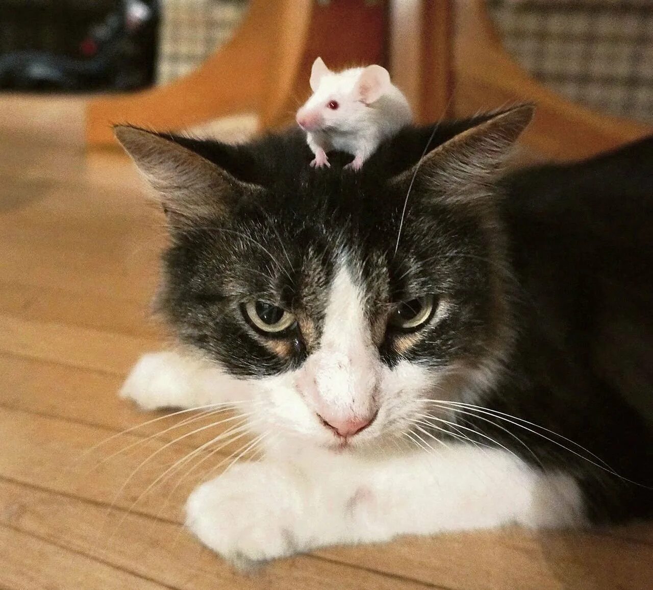 Кошки-мышки. Кот и мыши. Мы с котом. Кот с мышью. Кошечку мышку