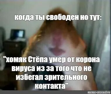 Почему не пришли деньги с хомяка
