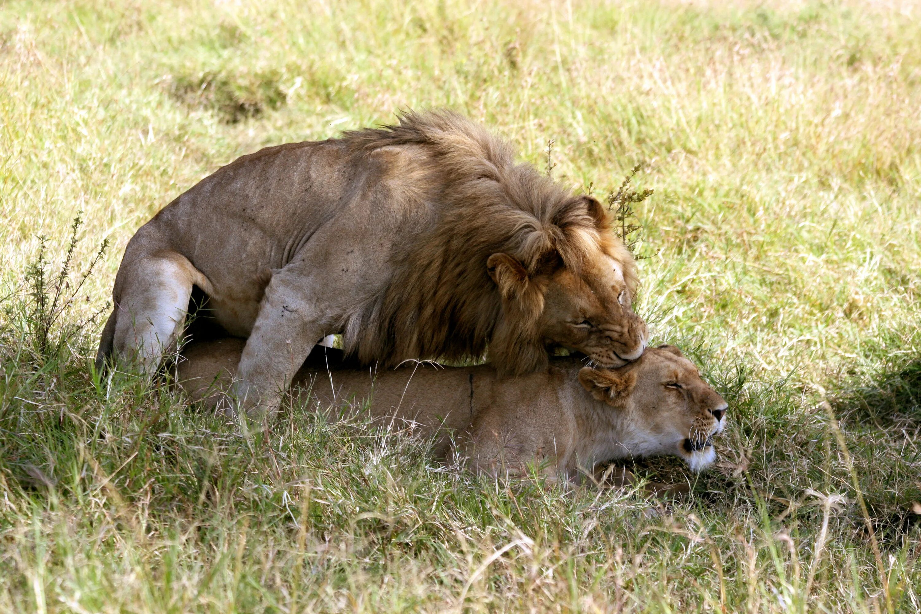 Mating type