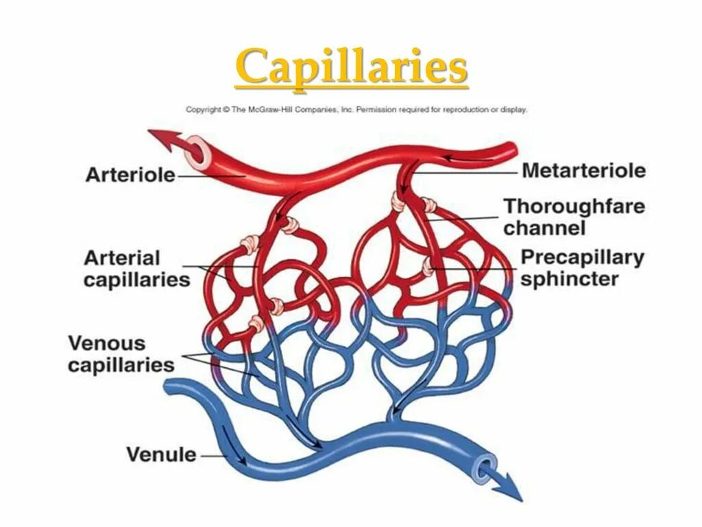 Сосудистое русло. Кровеносное русло. Микроциркуляторное русло. Строение микроциркуляторного русла. Капеляр