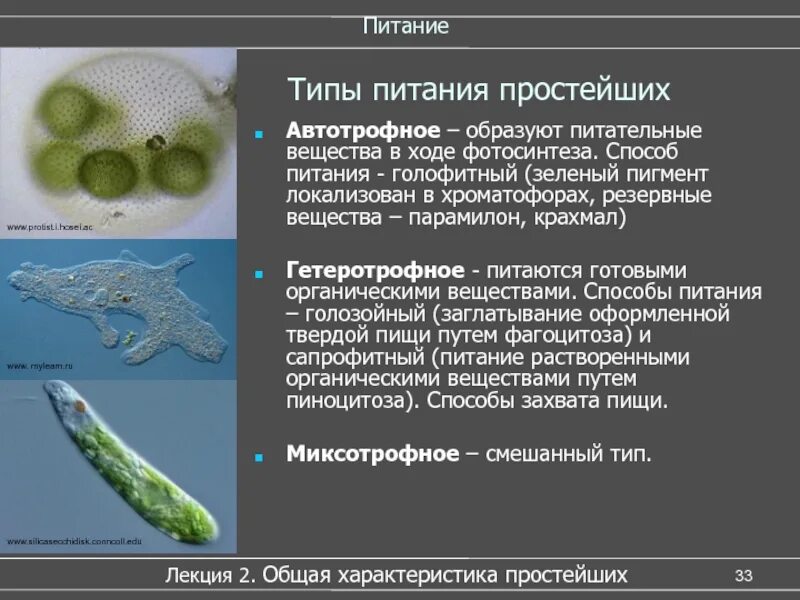 Автотроф одноклеточный организм. Протисты тип питания. способы питания простейших. типы питания простейших. автотрофный тип питания у простейших.