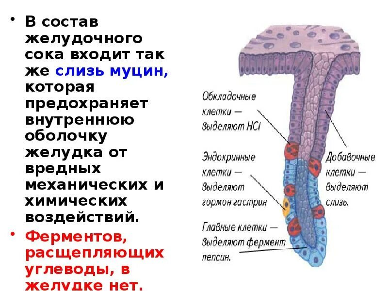 Клетки слизистой оболочки желудка синтезирующие муцин. Главные и обкладочные клетки желудка. Обкладочные клетки слизистой оболочки желудка. Обкладочные клетки выделяют