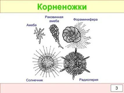 Раковинная амеба фораминиферы