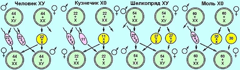 Что определяет пол человека. Генетическая схема определения пола. Пример схемы генетического определения пола у разных видов. Генетика пола схема. Половые хромосомы у животных.